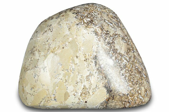 Polished Dinosaur Bone (Gembone) - Morocco #287531